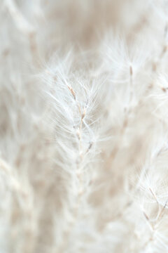 Fluffy beige dried fragile flowers with one bud in the middle on light natural blur background macro