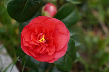 vibrant red flower during spring bloom. camellia growing on flowering garden shrub 