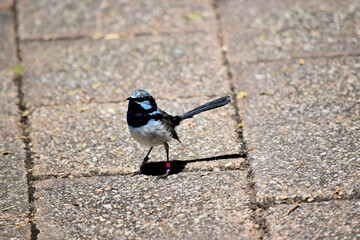 the male Superb Fairy-wren has a light blue cap, ear tufts, and cheeks; a black eye-stripe; dark blue-black throat; brown wings and white breast and belly.