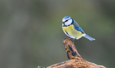 A beautiful Blue Tit bird stands on a weathered wooden post, surrounded by a softly blurred natural background