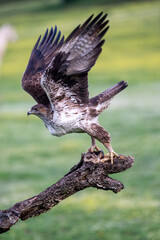 Beautiful vertical portrait of a Bonelli's eagle perched on a tree trunk and initiating flight with open wings and looking laterally and vegetation on the sides in Sierra Morena, Andalusia, Spain