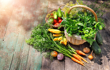 Gardening farming fresh organic vegetables and spicy herb with bed. Still life with wicker basket basil and parsley on old wooden board in rustic style top view.