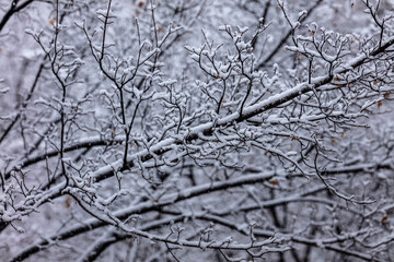 snow covered tree