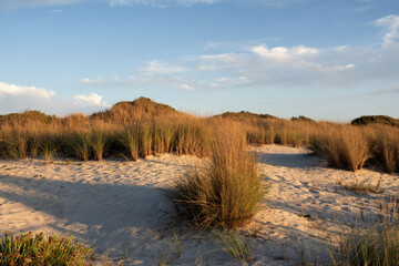 dunes planted with seaweed on the beach of Torreira district of Aveiro, Portugal