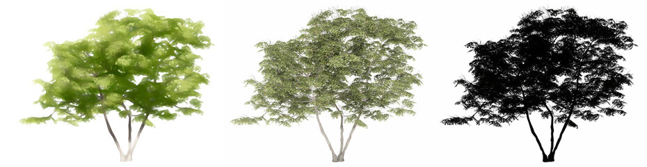 Fototapeta premium Set or collection of Japanese Maple trees, painted, natural and as a black silhouette on white background. Concept or conceptual 3d illustration for nature, ecology and conservation, strength, beauty