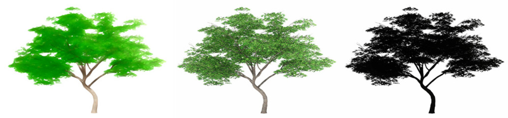 Obraz premium Set or collection of Japanese Maple trees, painted, natural and as a black silhouette on white background. Concept or conceptual 3d illustration for nature, ecology and conservation, strength, beauty