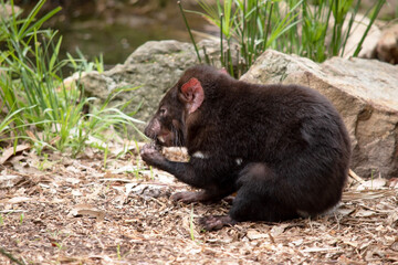 Tasmanian Devils have black fur with a large white stripe across their breast and the odd line on their back.