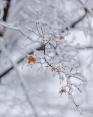 snow covered branches