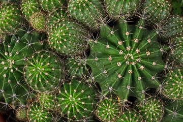 Array of green cacti creating a natural backdrop