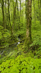 grüner Wald nahe Arbois, Jura, Frankreich