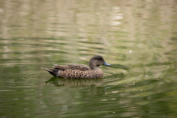 the female teal duck has dark brown feathers edged in tan with a black beak and brown eyes