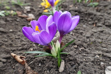 Macro of two purple flowers of Crocus vernus in March