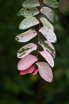 Branch of Breynia disticha with green and pink leaves