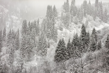 Obraz na płótnie Canvas winter forest in the fog