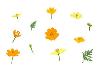 Set of Orange yellow sulfur cosmos flower heads and leaves for design element. card invitation spring blossom beauty nature love asia