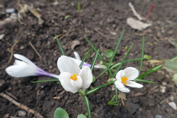Close shot of white flowers of Crocus vernus in April