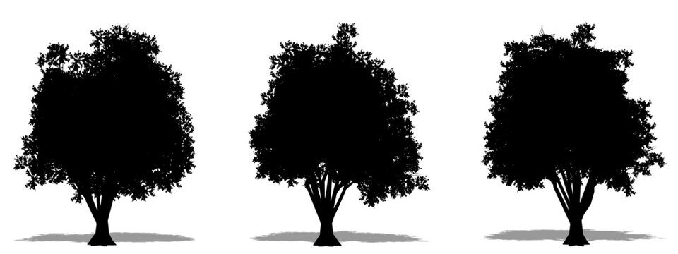 Set or collection of Japanese Pagoda trees as a black silhouette on white background. Concept or conceptual vector for nature, planet, ecology and conservation, strength, endurance and  beauty