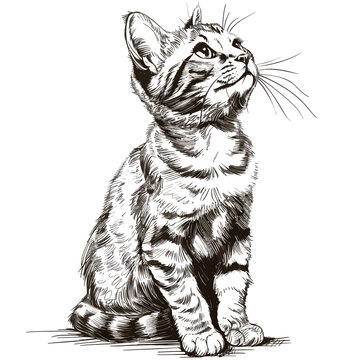 a black and white drawing of a cat with a long tail.