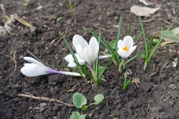 White flowers of Crocus vernus in April