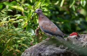 A laughing dove isolated perched on a dry log in a garden in South Africa