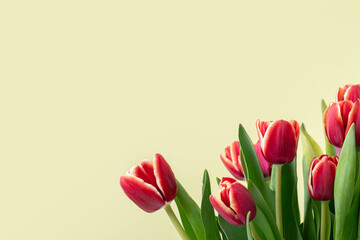 Tulips on a yellow background with copy space, spring bouquet, floral celebration, bright flowers