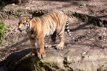 Young tigers have a coat of golden fur with dark stripes, the tiger is the largest wild cat in the world. Tigers are powerful hunters with sharp teeth, strong jaws and agile bodies.