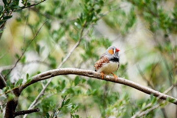 the male zebra finch has a grey body with a white under belly with a black and white tail. It has orange cheeks and black stripe on its face