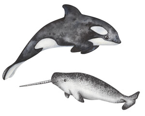 Obraz na płótnie Canvas Watercolor set of illustrations. Hand painted black-and-white orca, killer whale and mottled narwhal with long tusk. Marine mammals, dolphins. North animals. Ocean underwater life. Isolated clip art