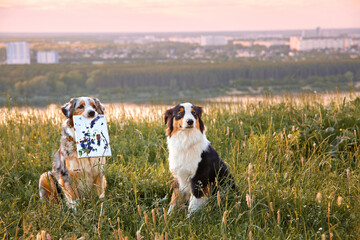 A dog of the Australian Shepherd breed, tricolor, gray, paints a picture with a brush in nature. The animal holds a brush in its teeth. Content for the site.