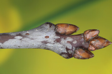 Insect sucking plant juices coccid, scale on the plant shoot.