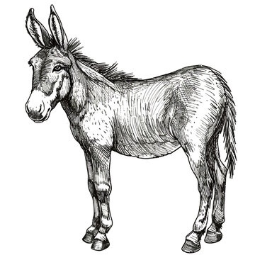 a drawing of a donkey that has the word donkey on it
