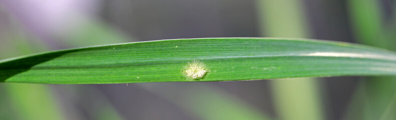 Powdery mildew on wheat leaf. A fungal disease of cereal crops.