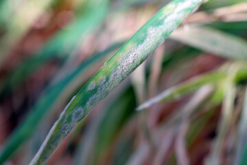 Thrips feeding on powdery mildew on wheat leaf. Yellow larvae visible.