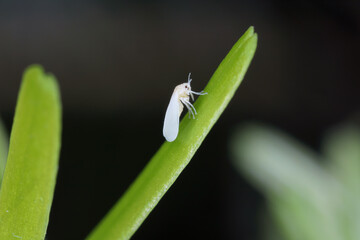 Whitefly on green leaves. Side view. Visible is the mouth organ with which it sucks the sap from...