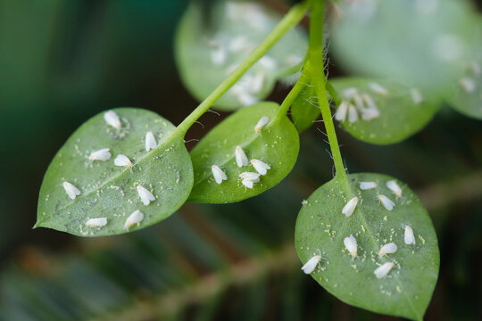 Numerous whiteflies on the lower side of the leaves. Visible eggs and white waxy secretions.