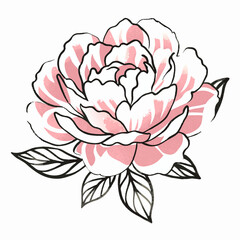 illustration of rose flower