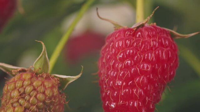 Raspberries on a bush close-up