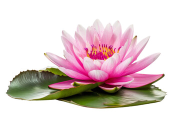 Pink Lotus Flower on transparent background,
