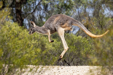 Australian buck Kangaroo in flight © Ken Griffiths