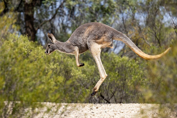 Australian buck Kangaroo in flight