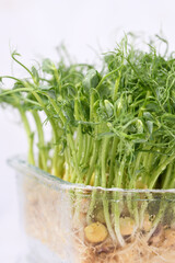 Sprouts of blue peas in a glass container, in dew. Eco-vegan bio-banner for a healthy way of living. Green natural texture background. Close-up