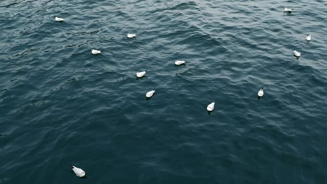 Flock of seagulls drifting on calm Batlic sea in Sopot Poland