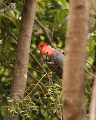 Cockatoo on a branch (Blue Mountains, Australia)