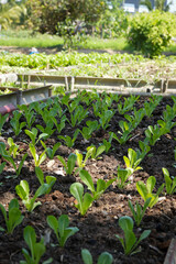 home grown vegetable is good hobby or job that can make it small for exercise or big farm to be business .it has all benefit
