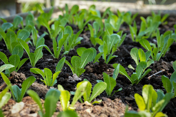 home grown vegetable is good hobby or job that can make it small for exercise or big farm to be business .it has all benefit