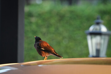 myna bird yellow face on sunroof of car in sunshine morning