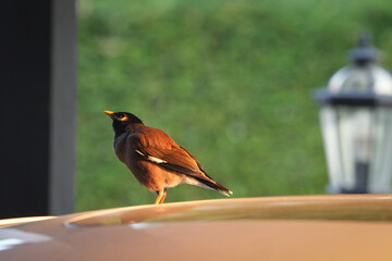 myna bird yellow face on sunroof of car in sunshine morning