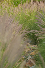 gold color of grass flower field on green and brown color leaf on evening summer sunny day are very beautiful