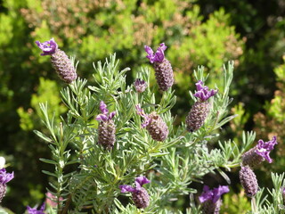 Plante et fleurs violettes de montagne