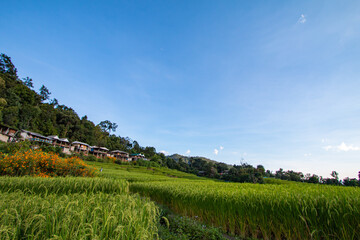 Terraced rice fields, good atmosphere - 757929396
